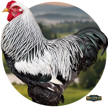 Brahma Dark