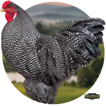 Brahma Barrado do Criatório Brahmas Litoral