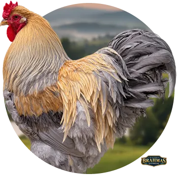 Brahma Isabela