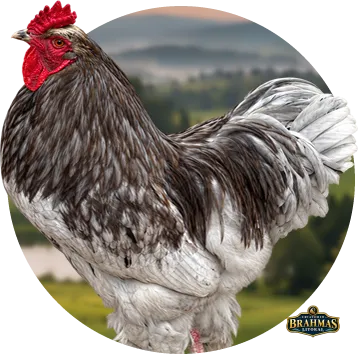 Brahma Blue do Criatório Brahmas Litoral