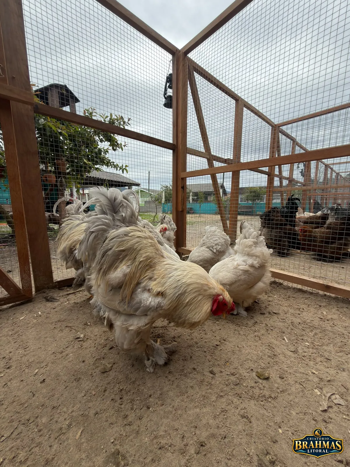 Brahma Isabela