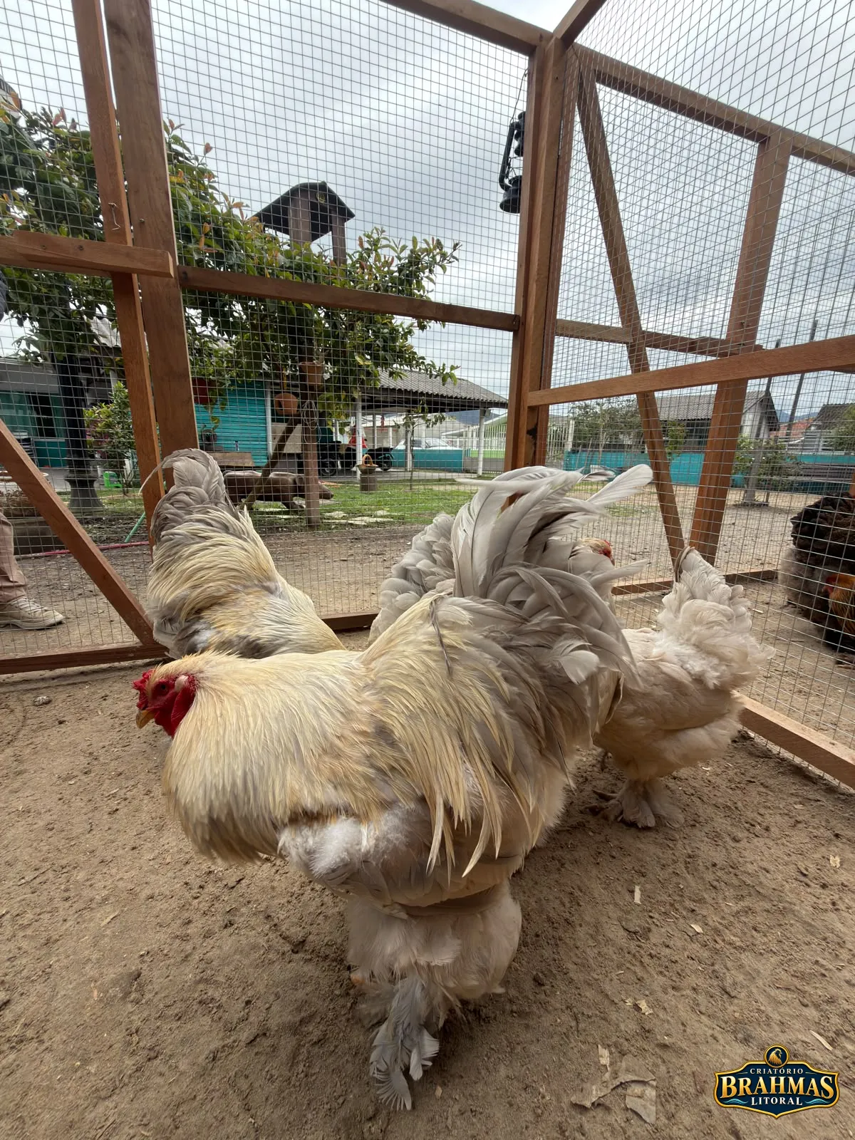 Brahma Isabela