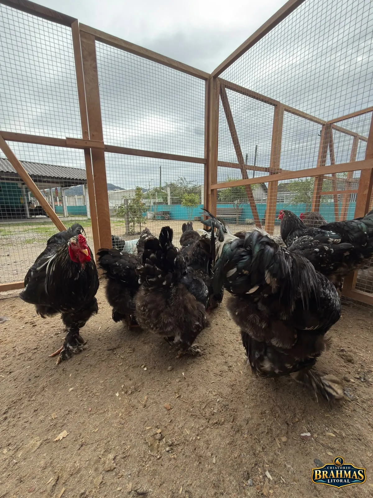 Brahma Mottled
