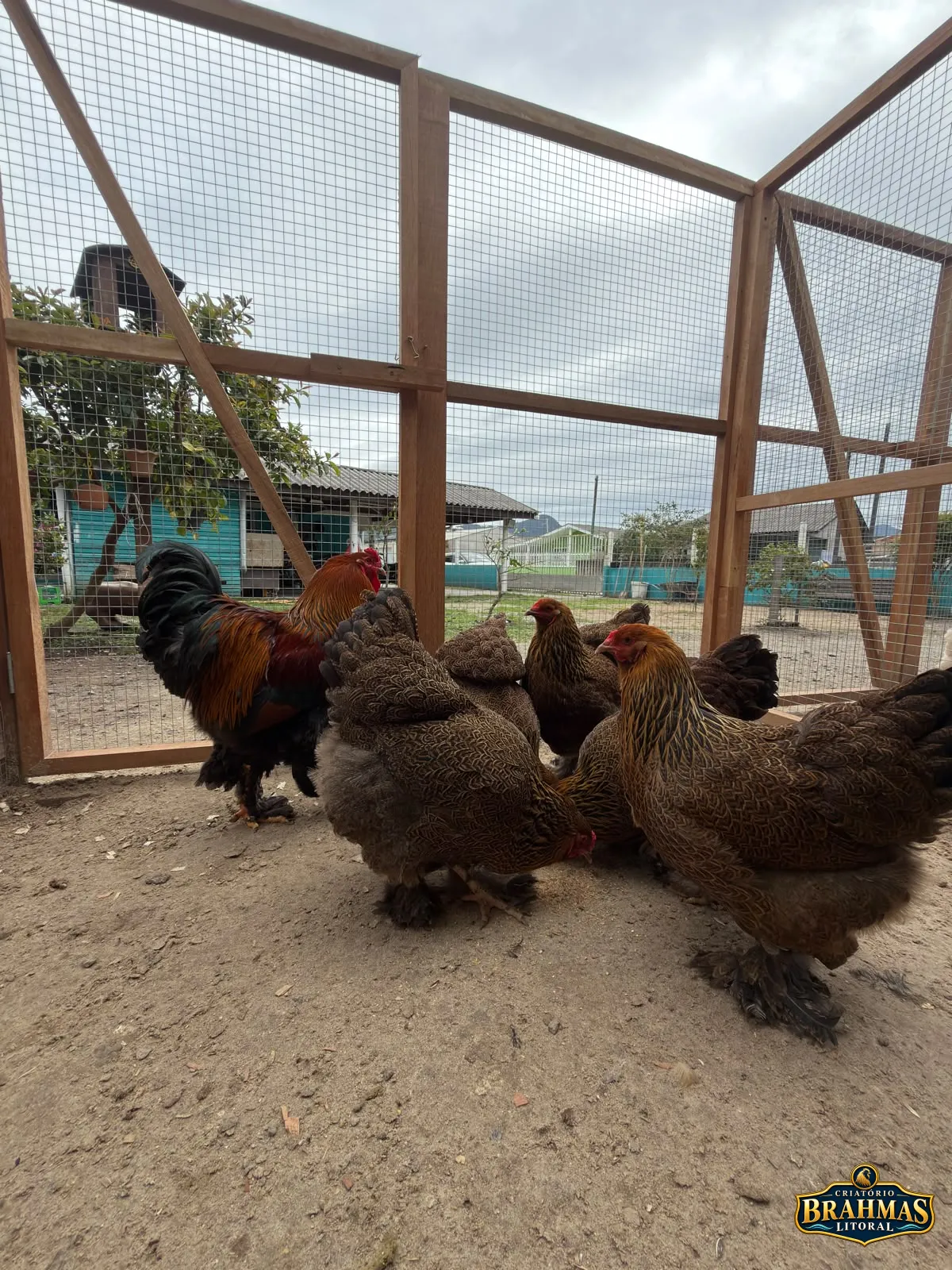 Brahma Perdiz